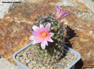 Mammillaria grahamii