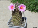 Mammillaria grahamii hb.