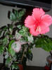 Hibiscus Cooperi Rose Flake