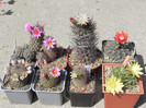 grup plante