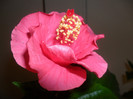 Hibiscus roz de Arad