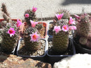 Mammillarii de Baja California