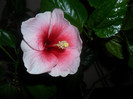 Hibiscus Yoder Camelia