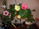 Hibiscus grup