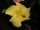 Hibiscus Senegal