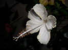 Hibiscus White Swann