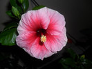 Hibiscus Yoder Camelia