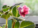 Sinningia Slipper Pink