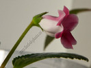 Sinningia Slipper Pink