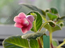 Sinningia Slipper Pink