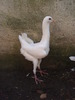 porumbei_rasa_maltez1