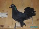 roller_persan