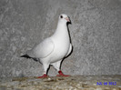 DSC00234