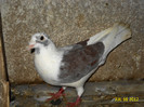 DSC00239