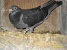 DSC00242