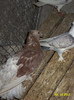 DSC00263