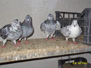 DSC00270