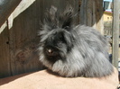 Angora de vanzare 001