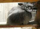 Angora de vanzare 004