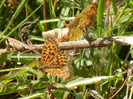 Marbled Fritillary (2012, July 19)