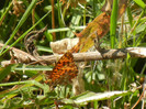 Marbled Fritillary (2012, July 19)