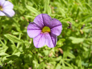 Calibrachoa Lavender (2012, July 19)