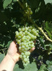 19072012perletta