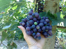 19072012napoca