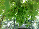 19072012frum de mur