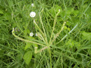 Bermuda Grass (2012, July 17)