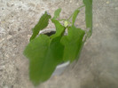 abutilon roz