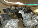 Picture 021