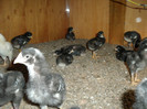 Picture 035