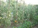Picture 045