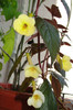 achimenes yellow beauty
