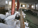 farmziege-Obermuller