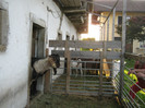farmziege 036
