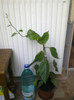speciosum