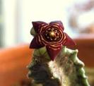 caralluma europea