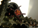 Duvalia caespitosa