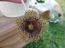 Huernia hystrix