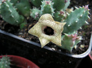 Huernia thuretthi