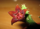 Huerniopsis decipiens - poza NET