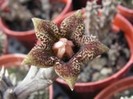 Huerniopsis
