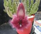 stapelia flavirortris