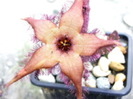 Stapelia schinzi