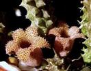STAPELIANTHUS DECARI  - POZA NET
