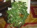 poze 019