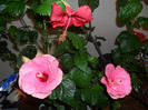 Hibiscus grup