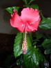 Hibiscus Rouge Tropique